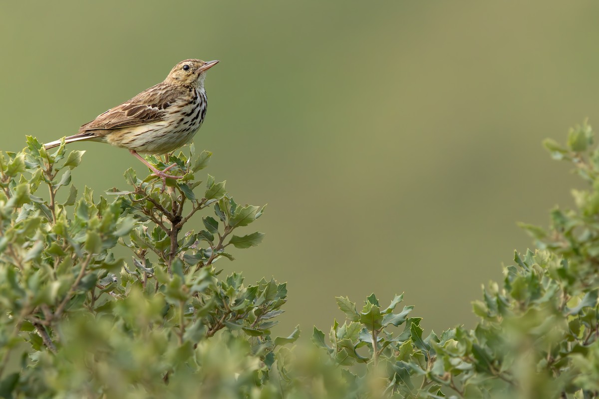 Tree Pipit - ML639306553