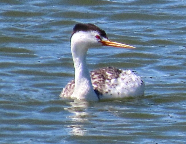 Clark's Grebe - ML639306564