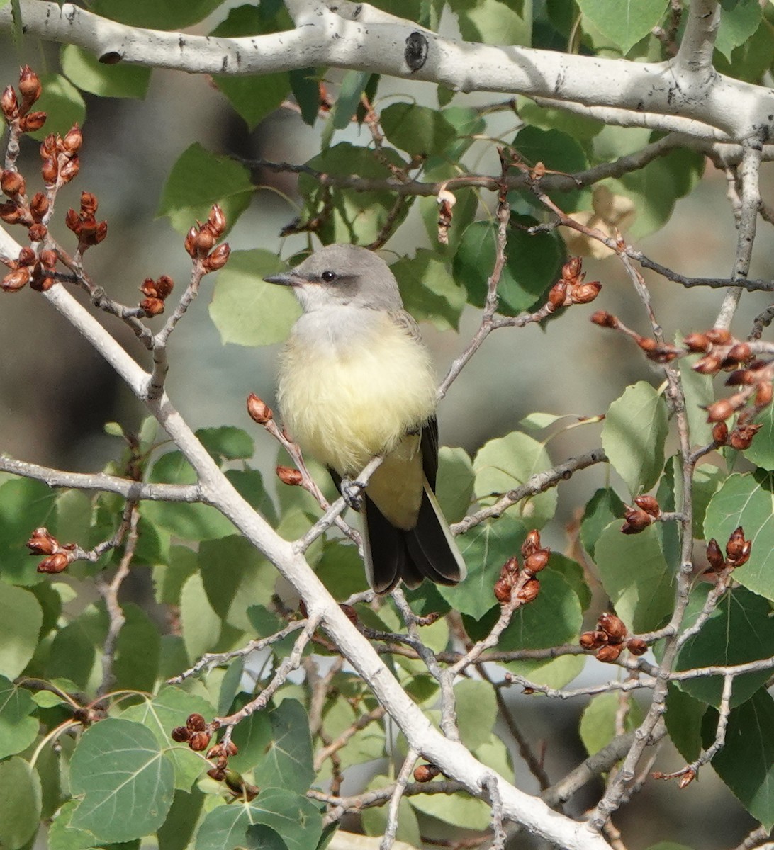 Western Kingbird - ML639306576