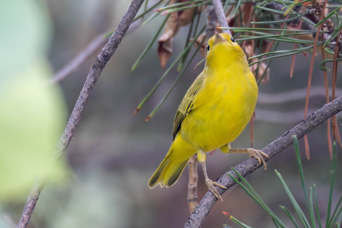 Yellow Warbler - ML639306614