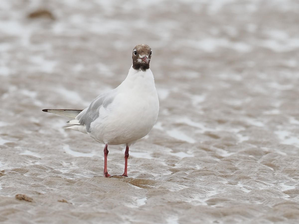 Black-headed Gull - ML639306632