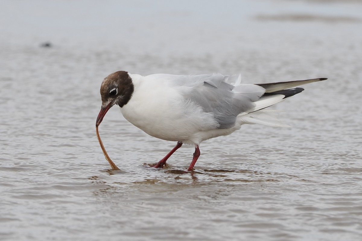 Black-headed Gull - ML639306634