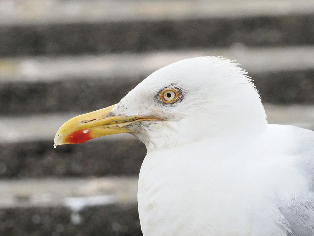 European Herring Gull - ML639306672