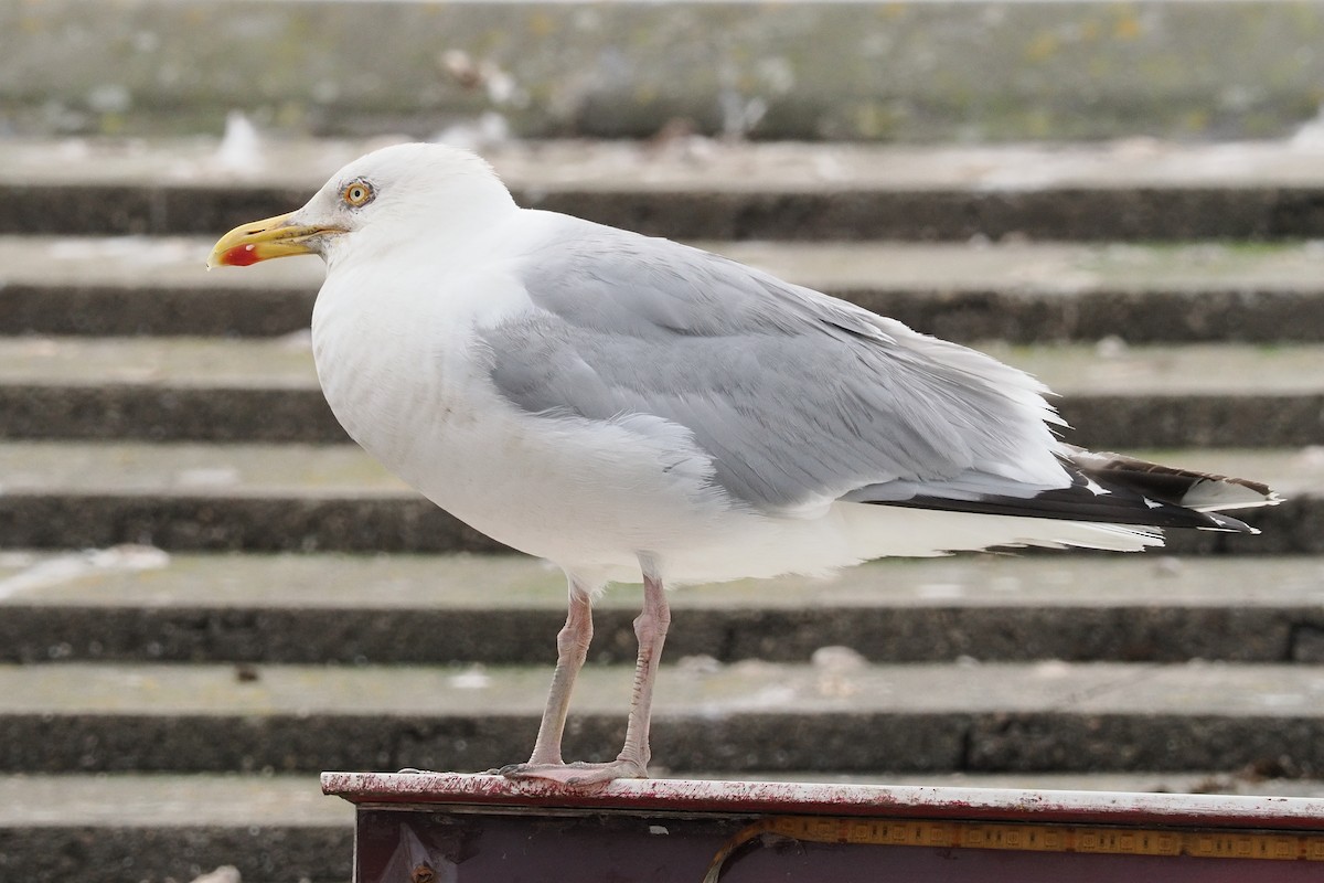European Herring Gull - ML639306676