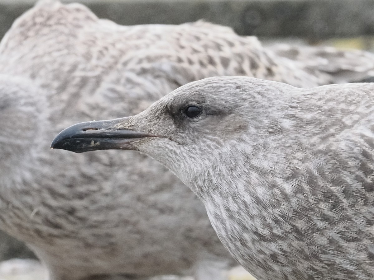 European Herring Gull - ML639306704