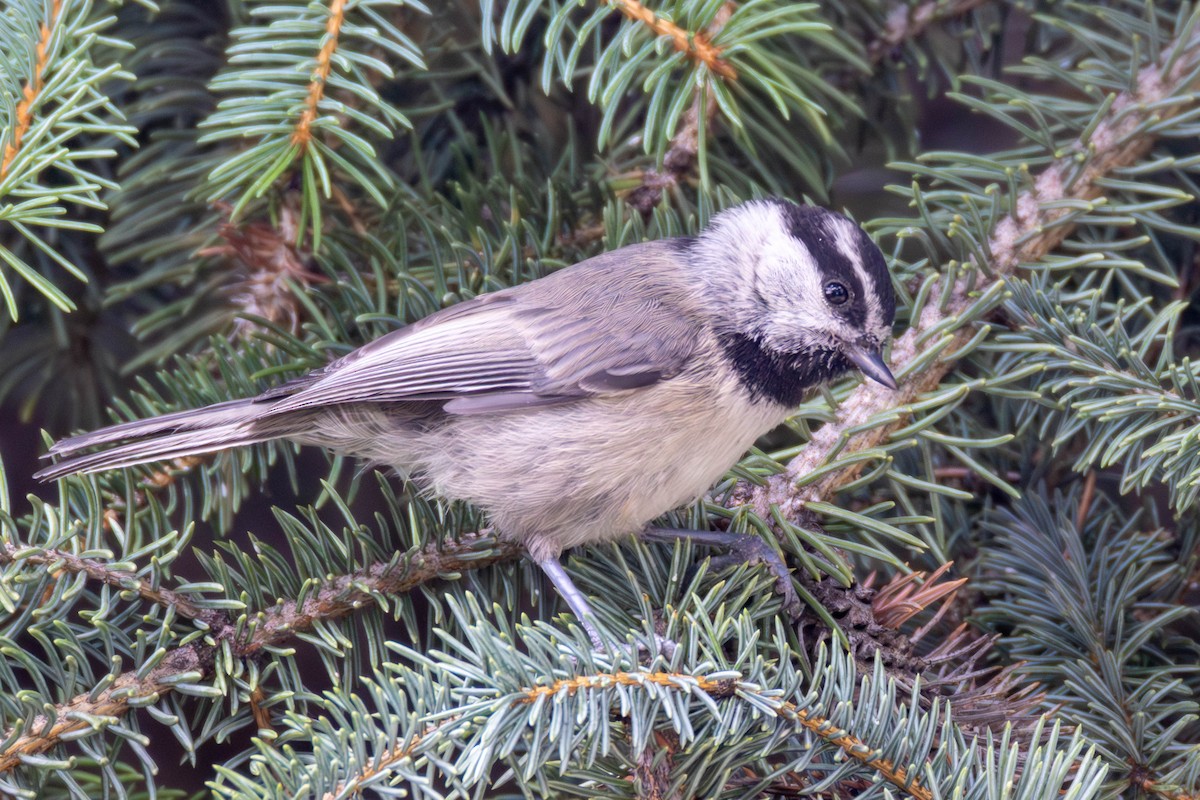 Mountain Chickadee - ML639306750