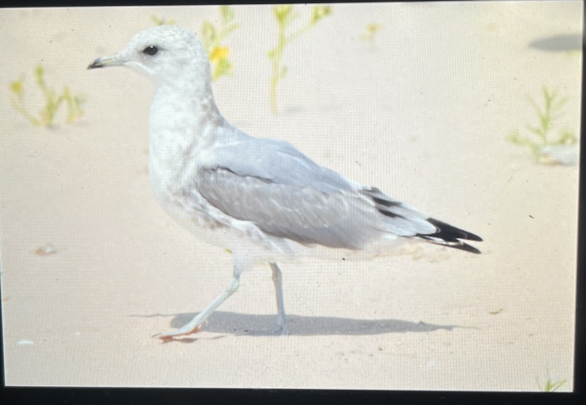 Short-billed Gull - ML639306797