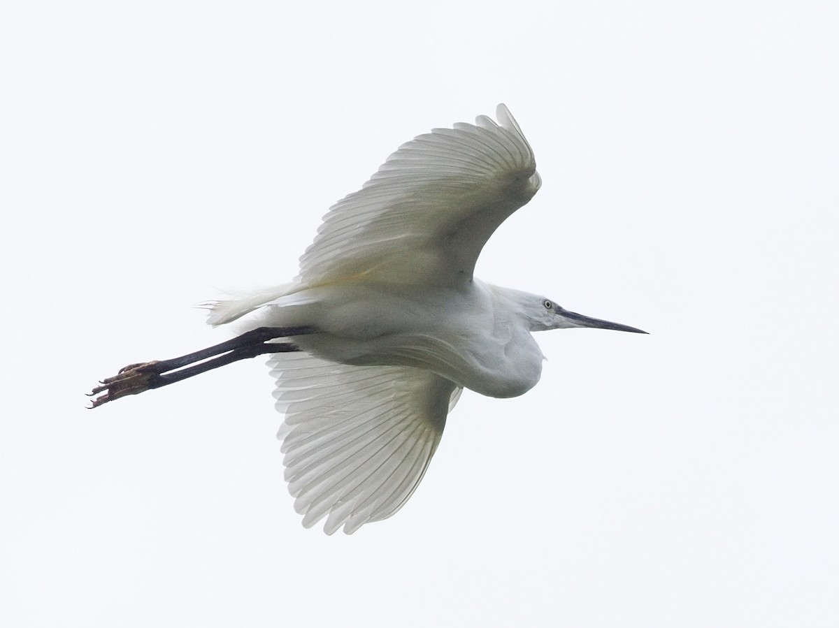 Little Egret - ML639306834