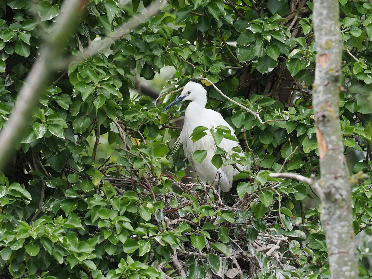 Little Egret - ML639306836