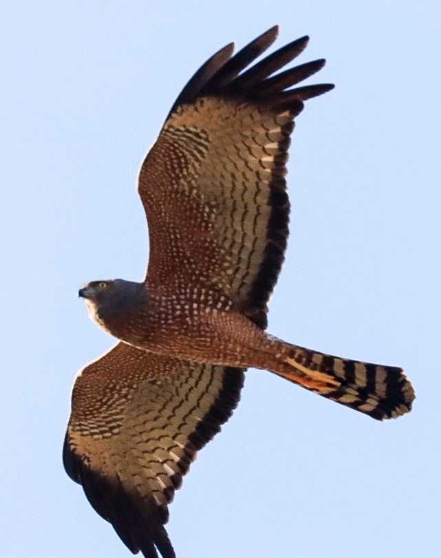 Spotted Harrier - ML639306839