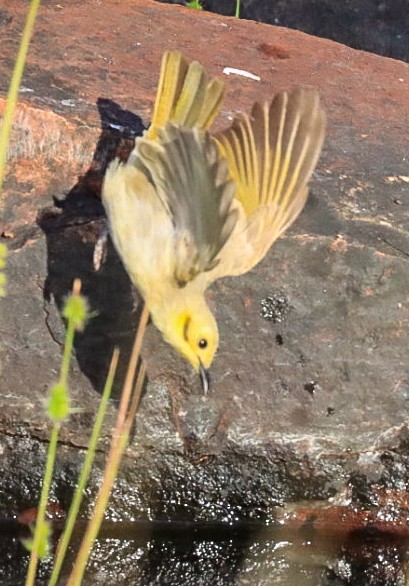 Yellow-tinted Honeyeater - ML639306853