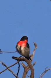 Mistletoebird - ML639306858