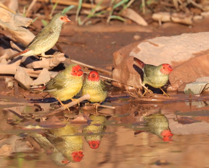 Star Finch - ML639306863