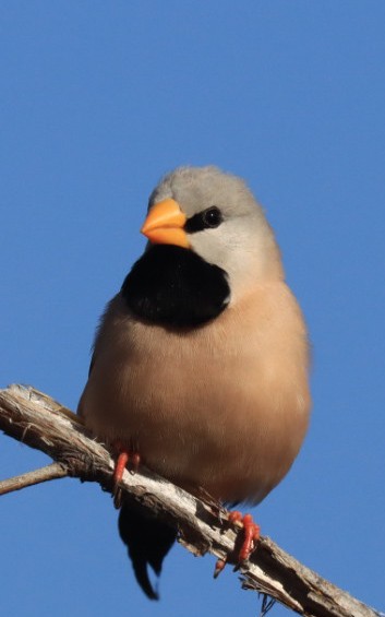 Long-tailed Finch - ML639306868