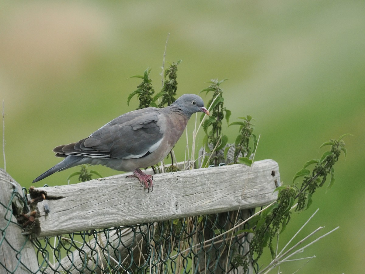 Common Wood-Pigeon - ML639306896