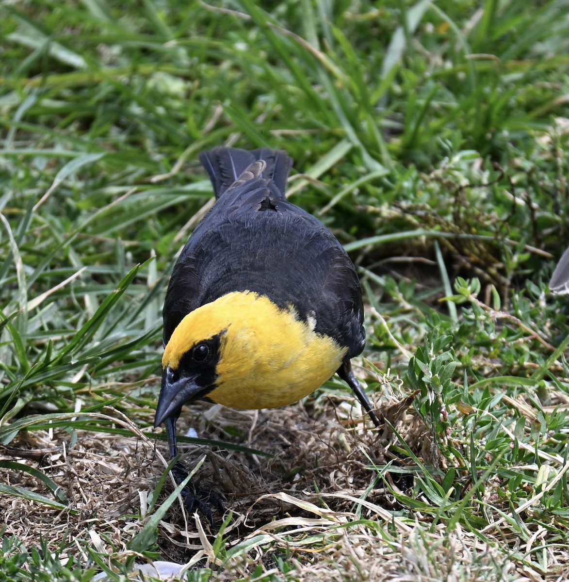 Yellow-headed Blackbird - ML639306900