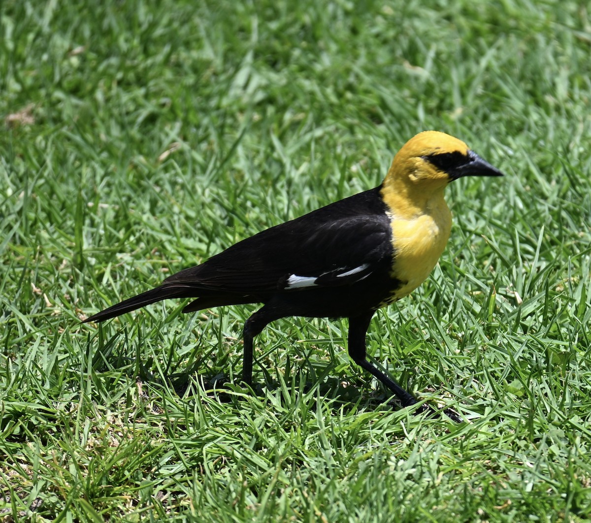 Yellow-headed Blackbird - ML639306901