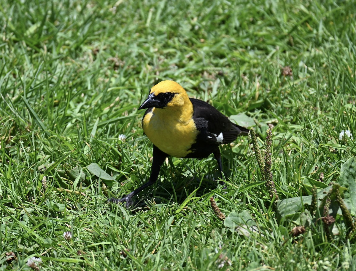 Yellow-headed Blackbird - ML639306902