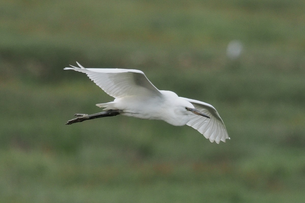 Little Egret - ML639306954