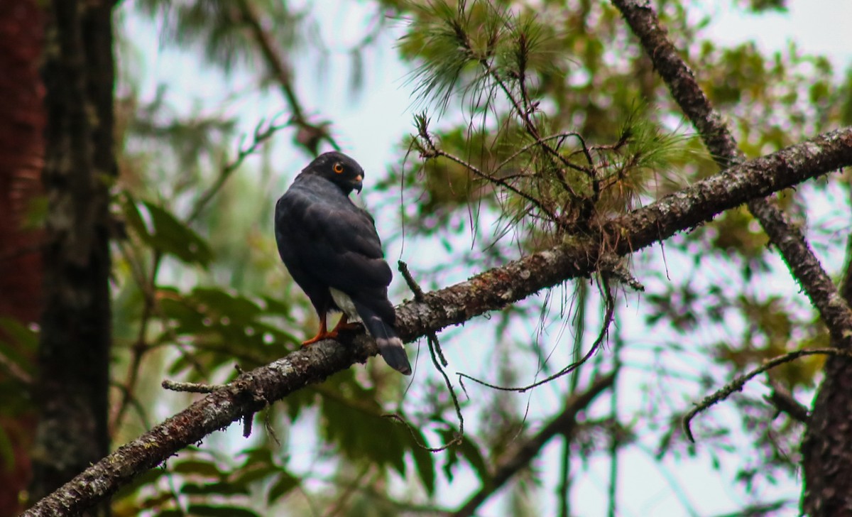 White-rumped Hawk - ML639306955