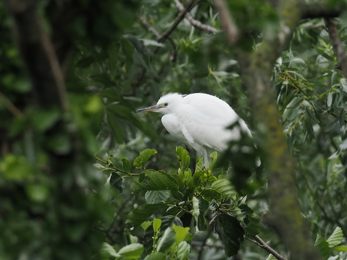 Little Egret - ML639306958