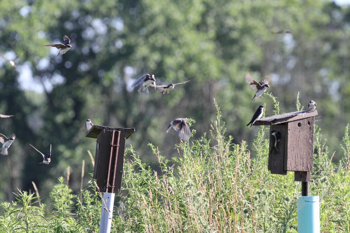 Tree Swallow - ML639307000