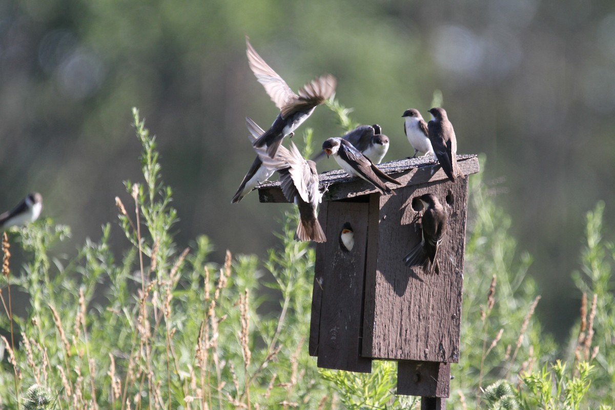 Tree Swallow - ML639307005