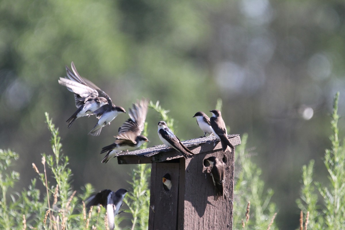 Tree Swallow - ML639307016