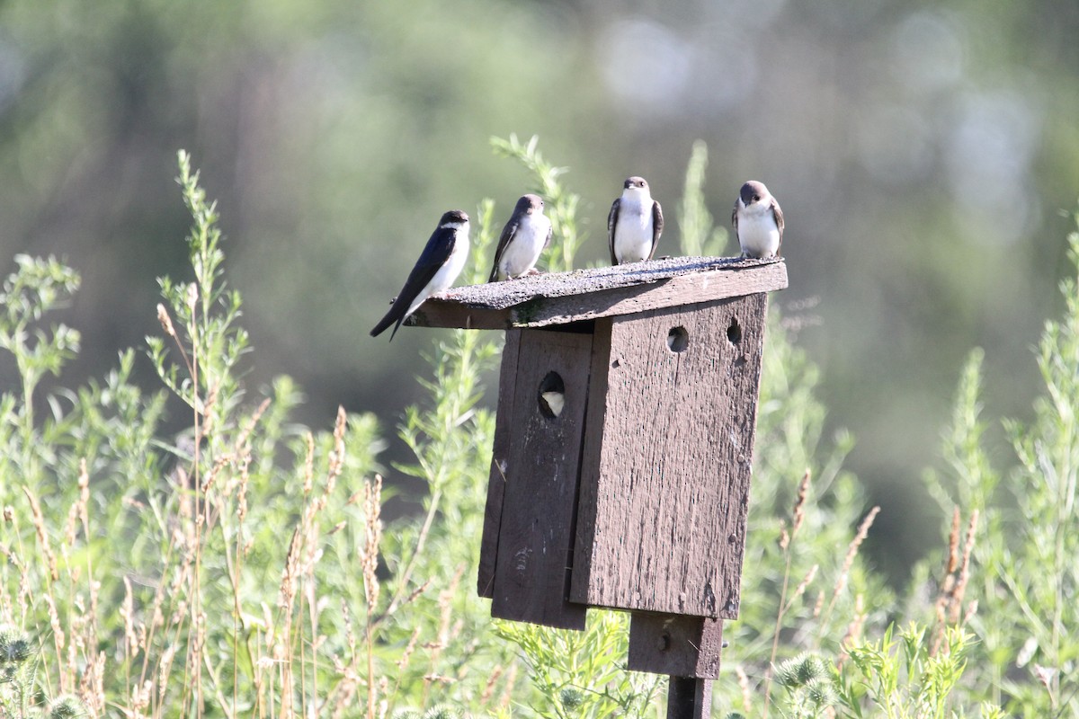 Tree Swallow - ML639307017