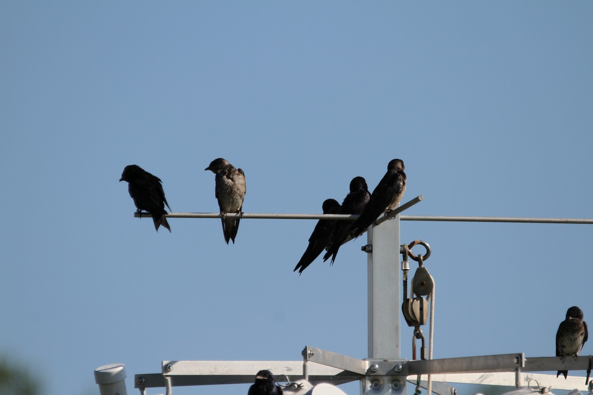 Purple Martin - ML639307020