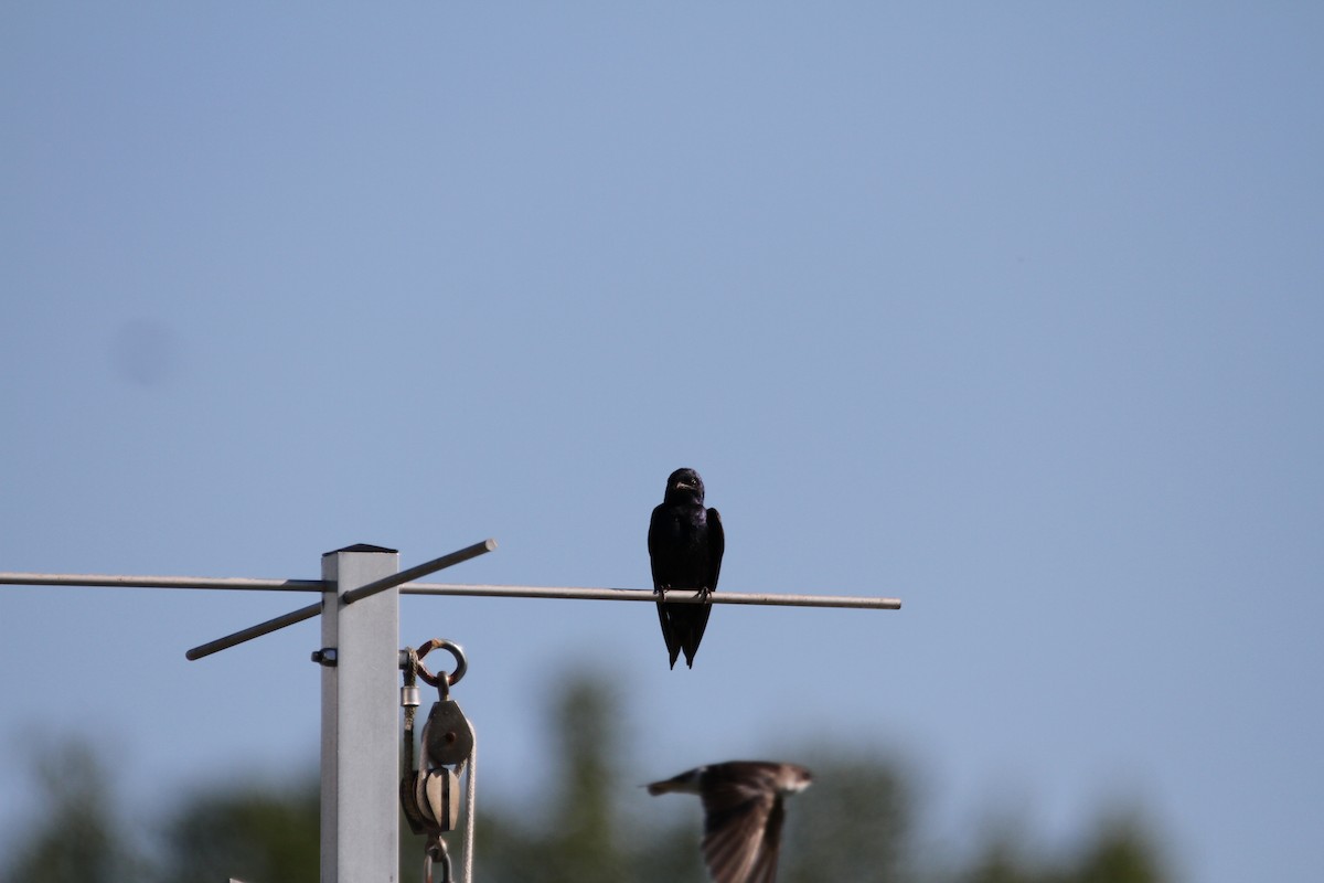 Purple Martin - ML639307025