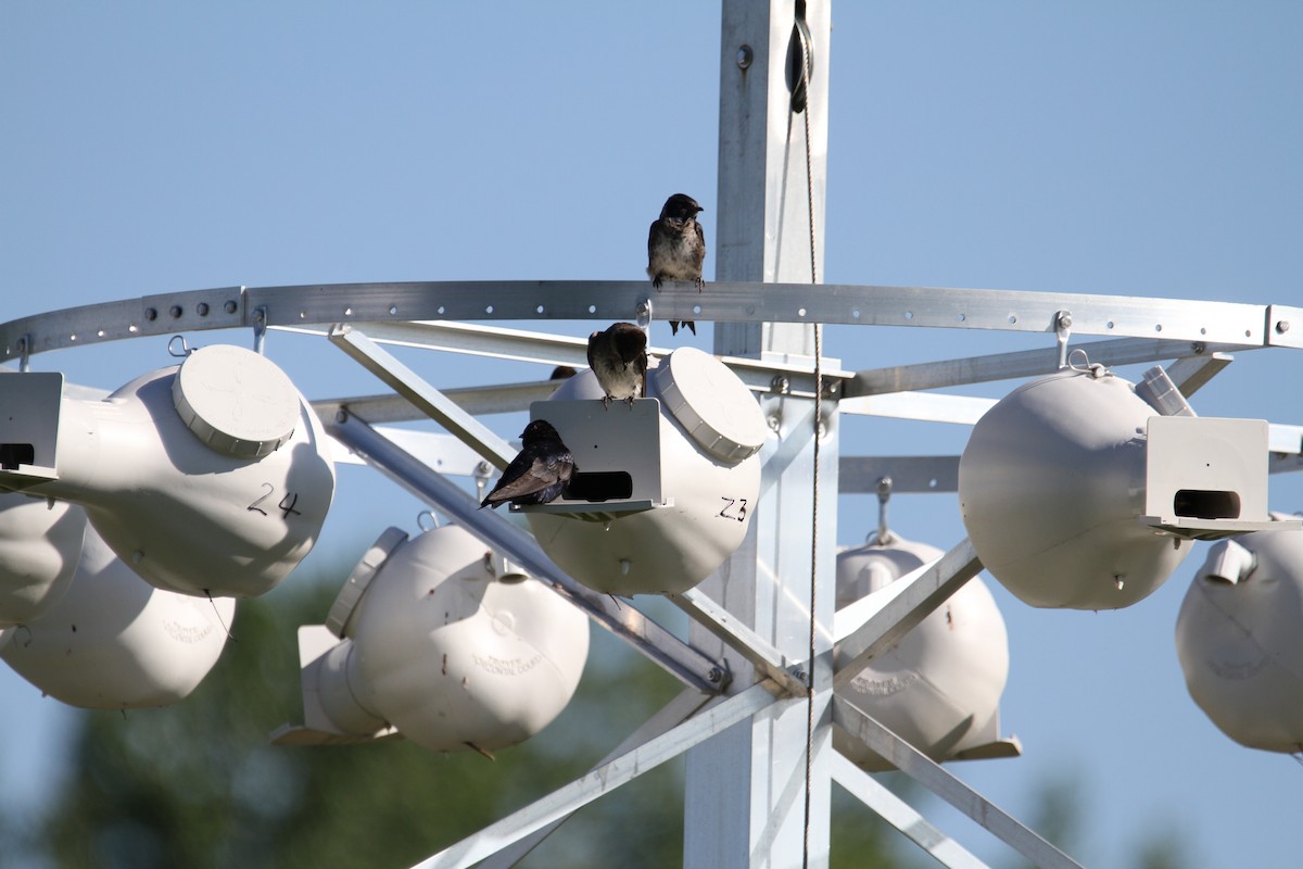 Purple Martin - ML639307028