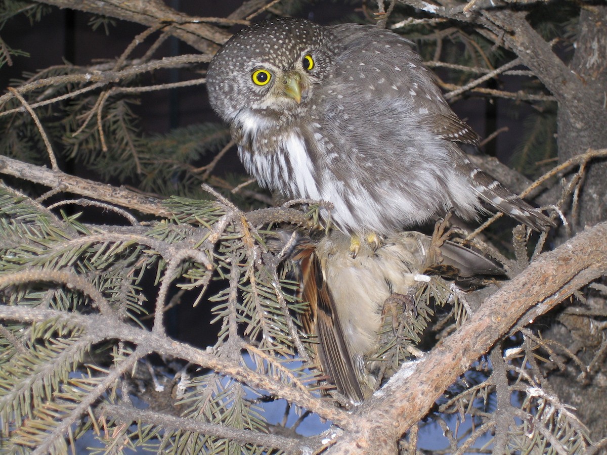 Northern Pygmy-Owl - ML639307050