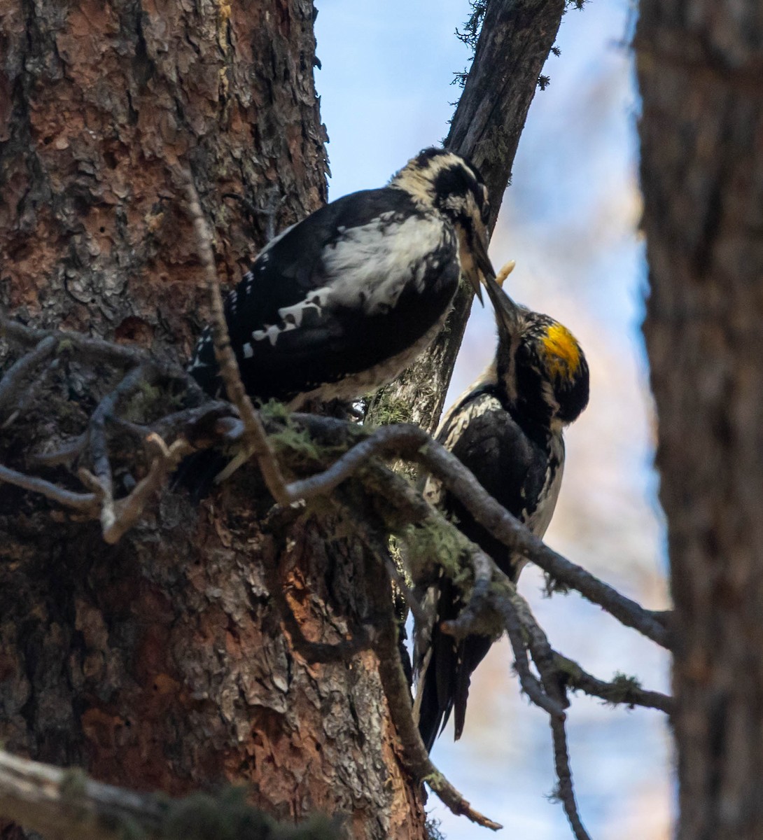 American Three-toed Woodpecker - ML639307105