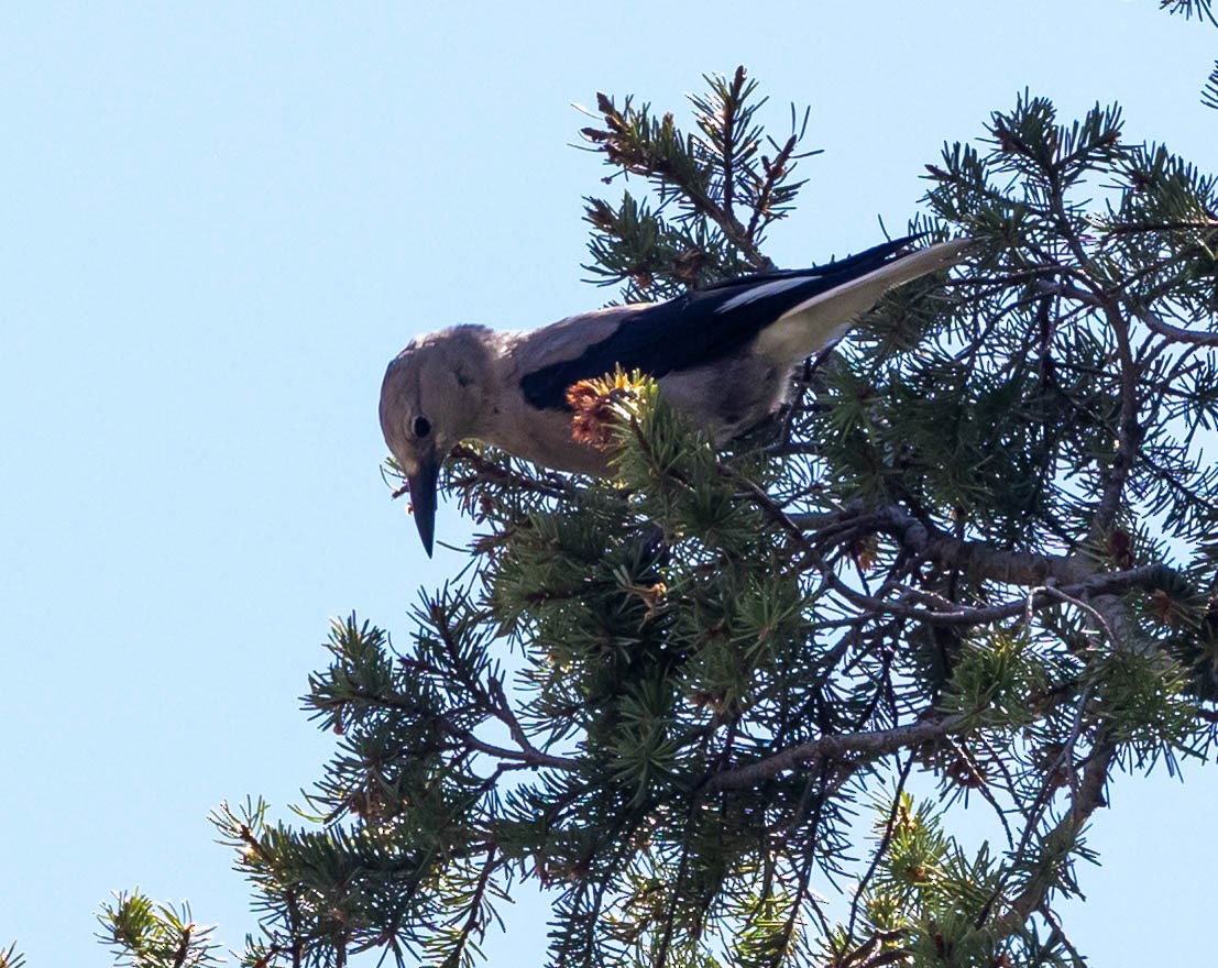 Clark's Nutcracker - ML639307111