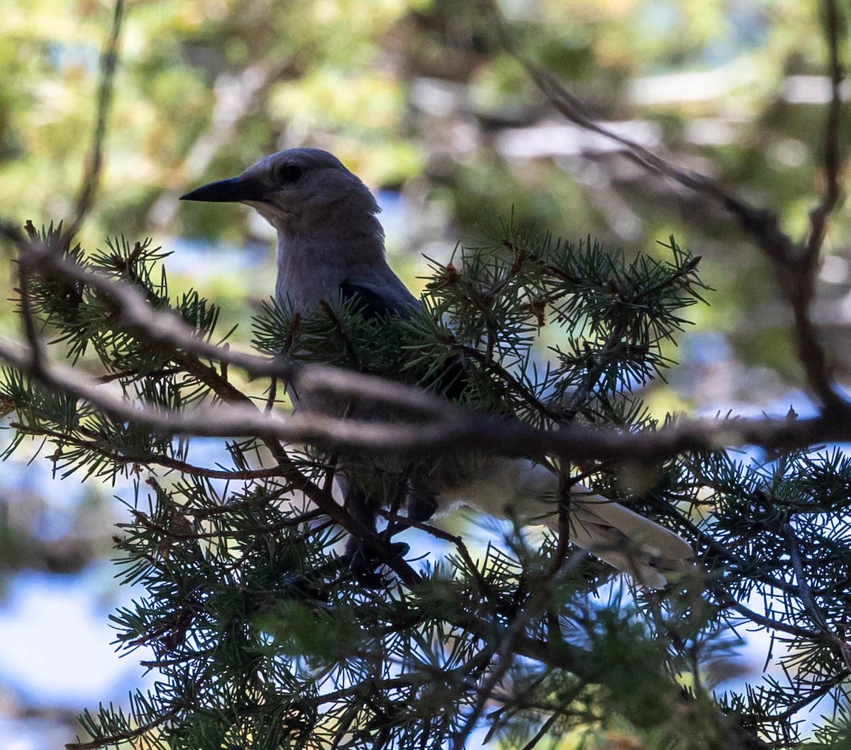 Clark's Nutcracker - ML639307118