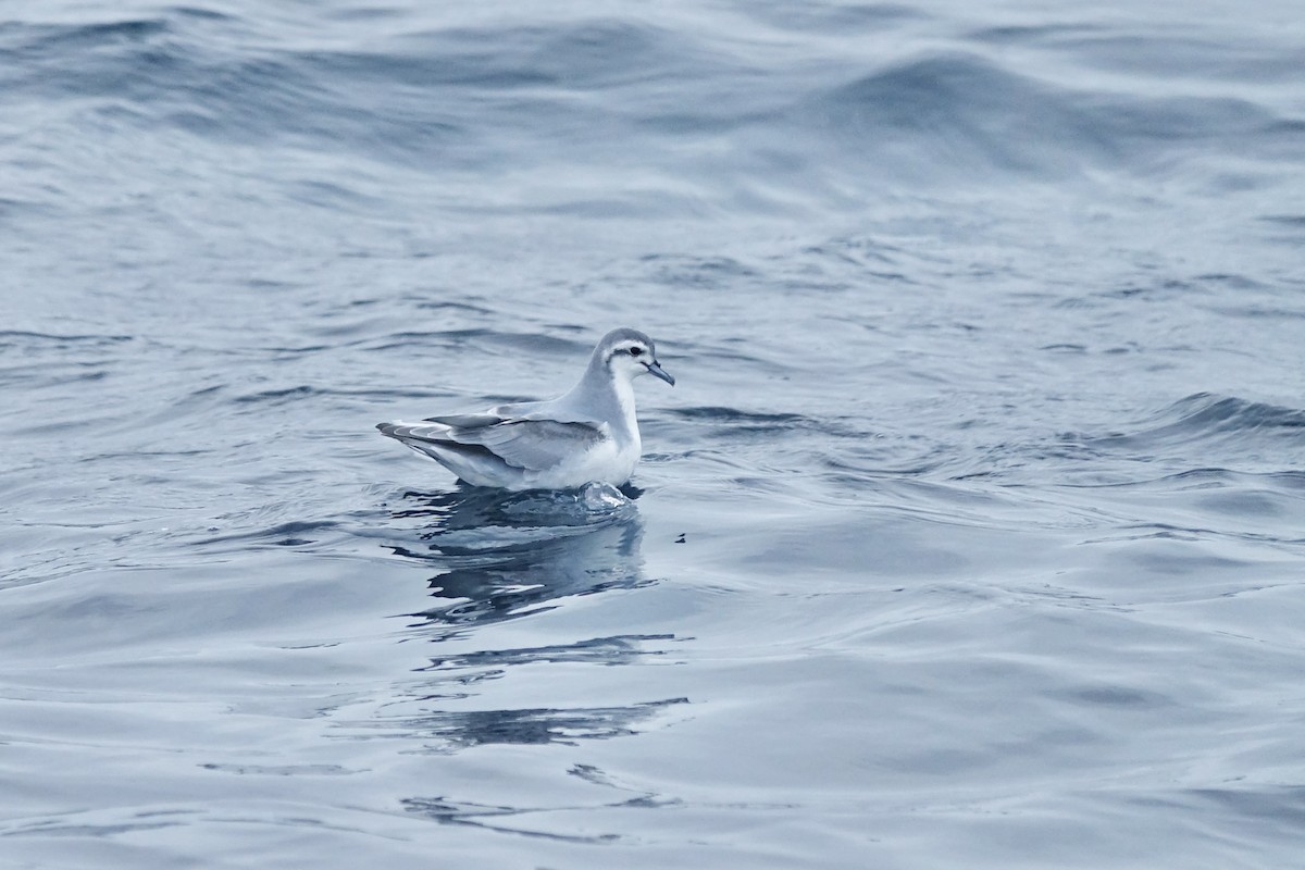 Slender-billed Prion - ML639307384
