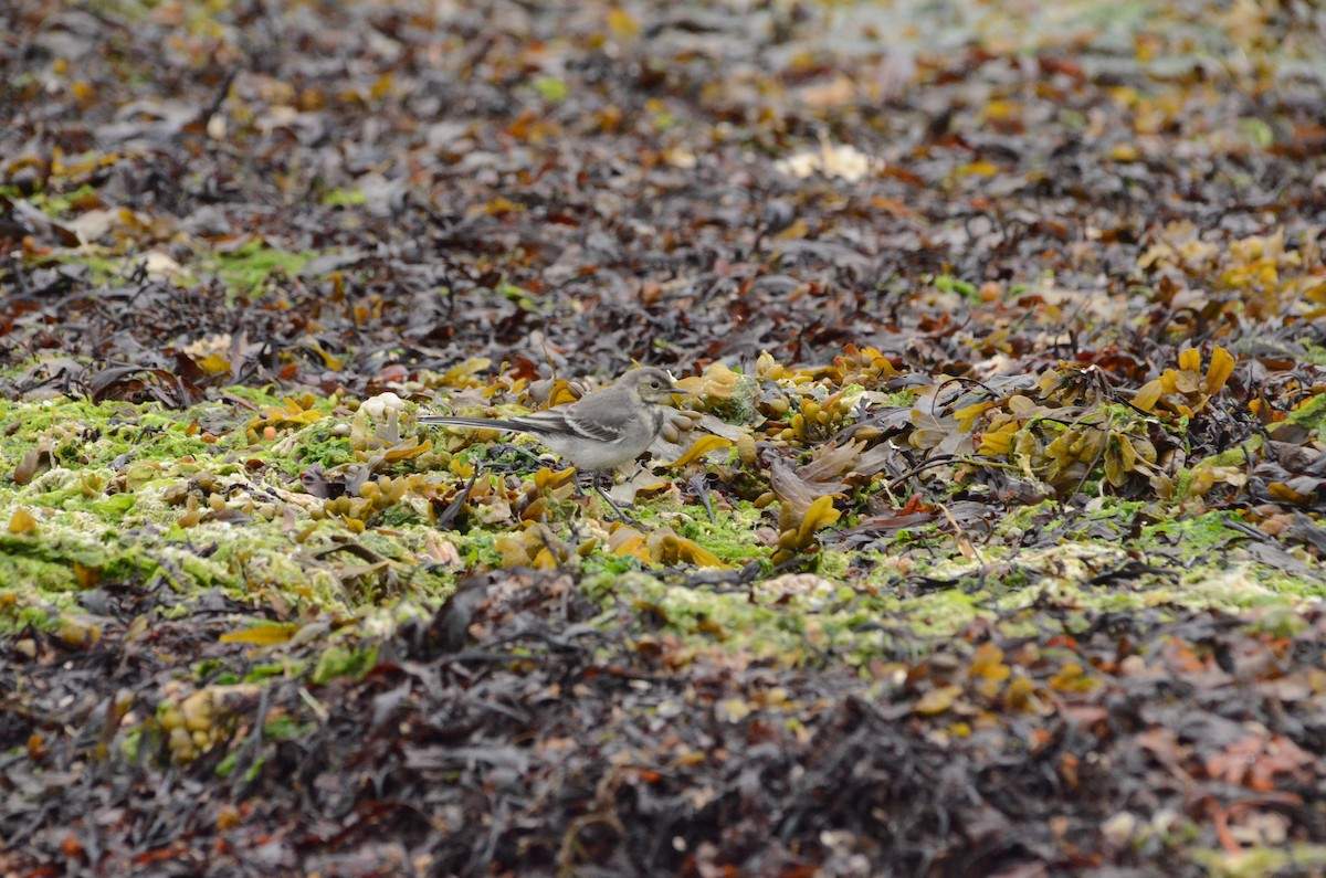 White Wagtail (British) - ML639307447