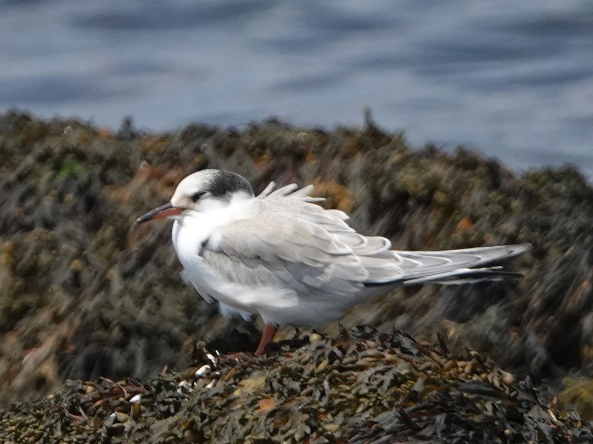 Крячок річковий - ML639307465