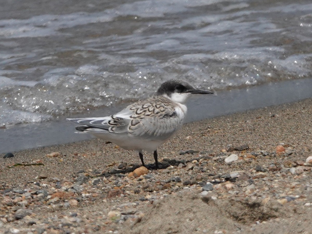 Крячок рожевий - ML639307500