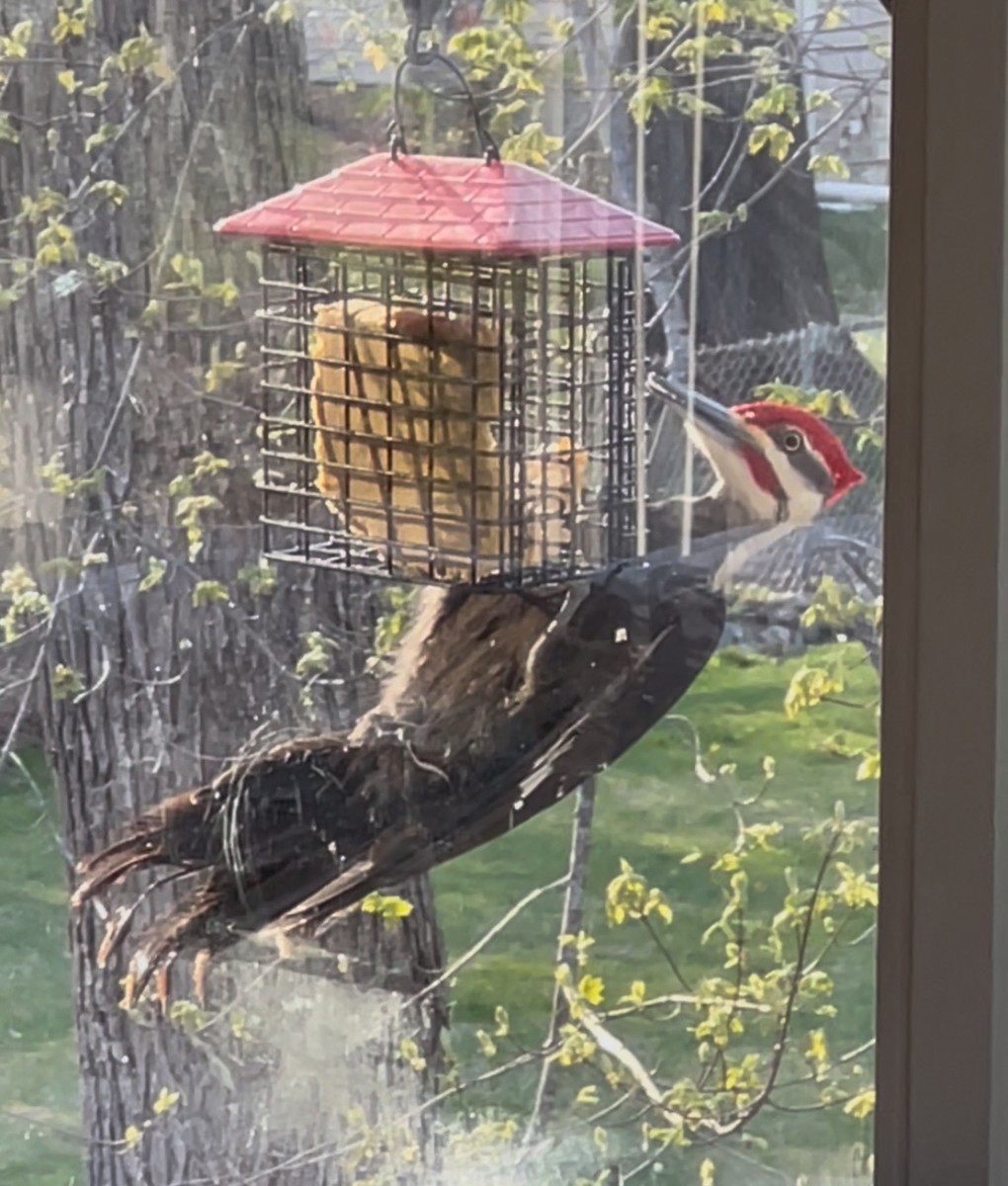 Pileated Woodpecker - ML639307502