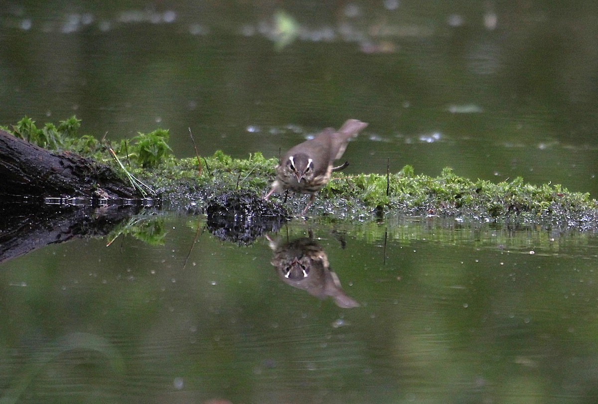 Louisiana Waterthrush - ML639307523
