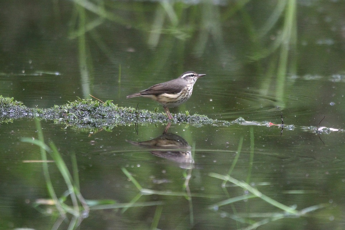 Louisiana Waterthrush - ML639307524