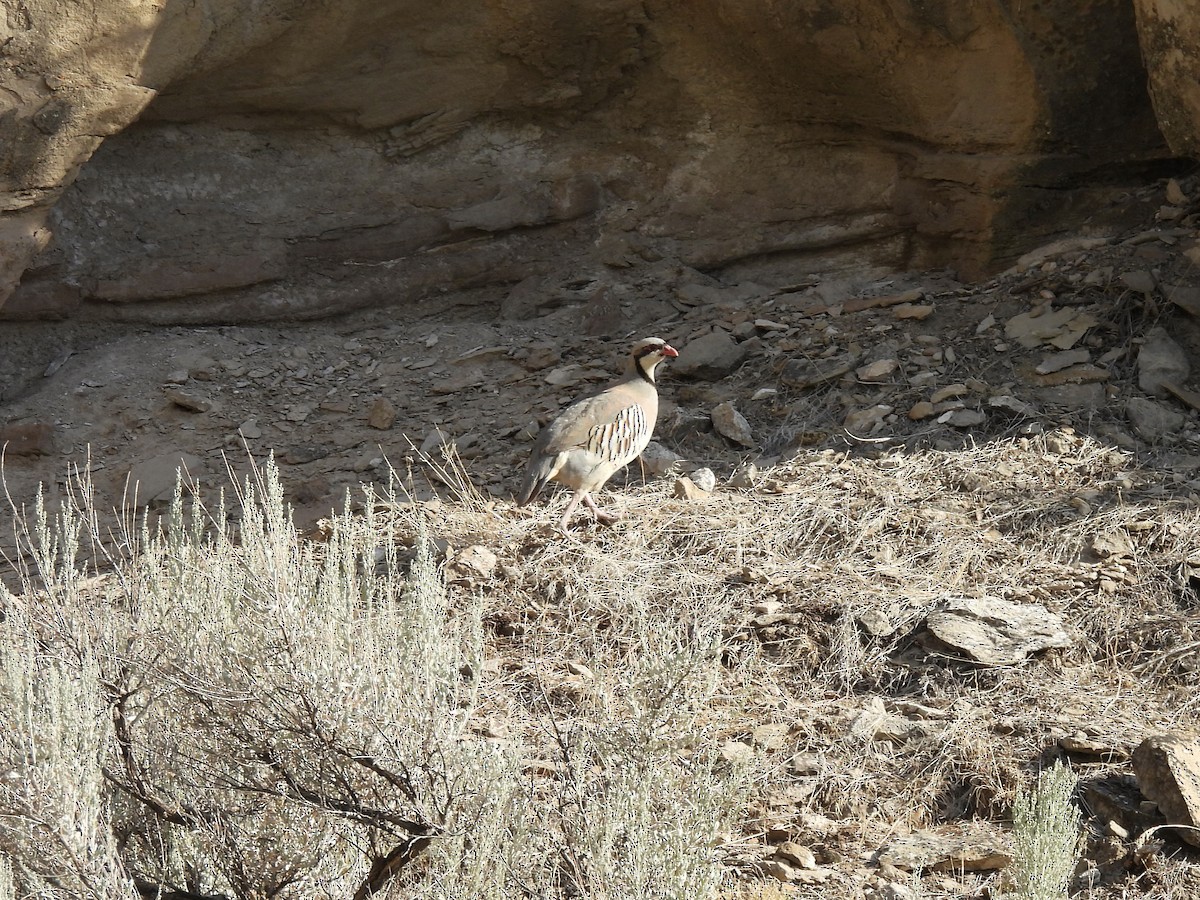 Chukar - ML639307547
