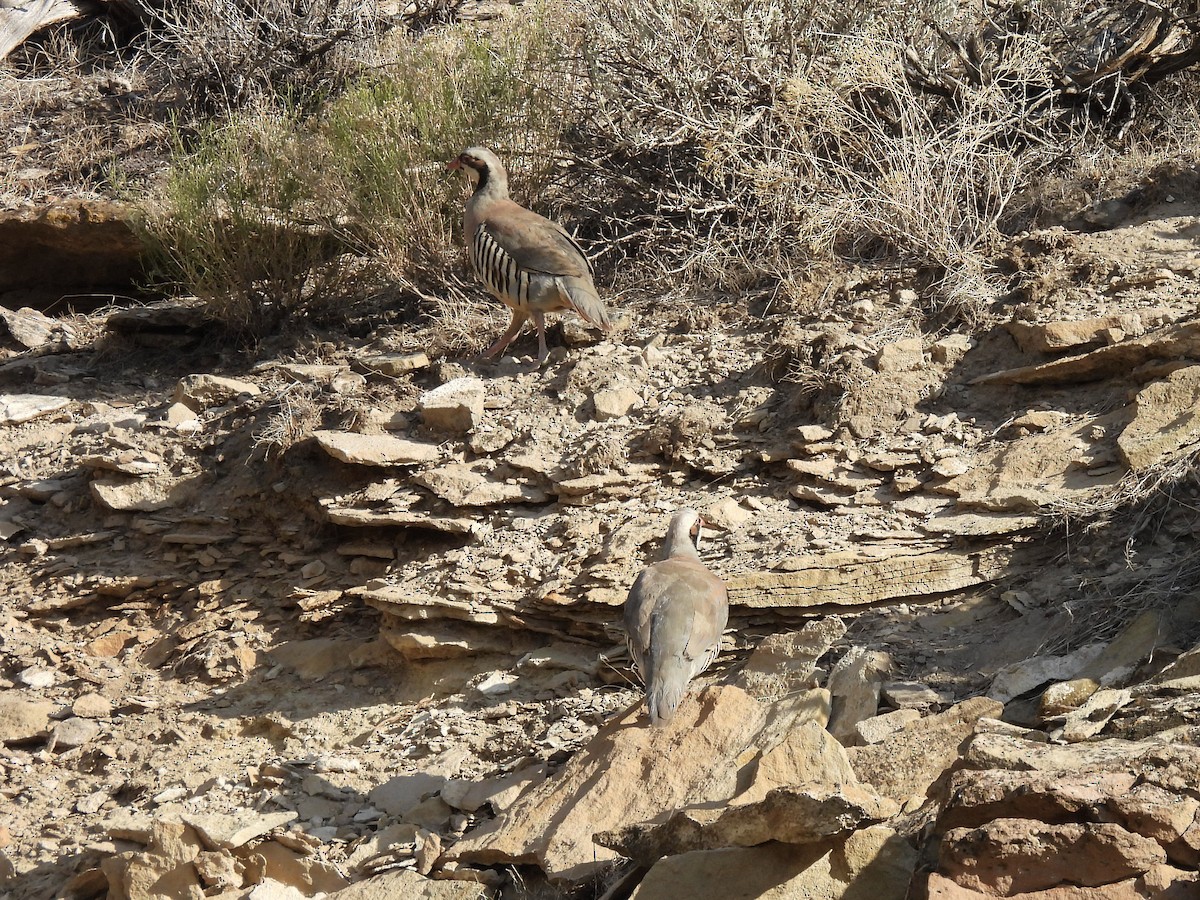 Chukar - ML639307550
