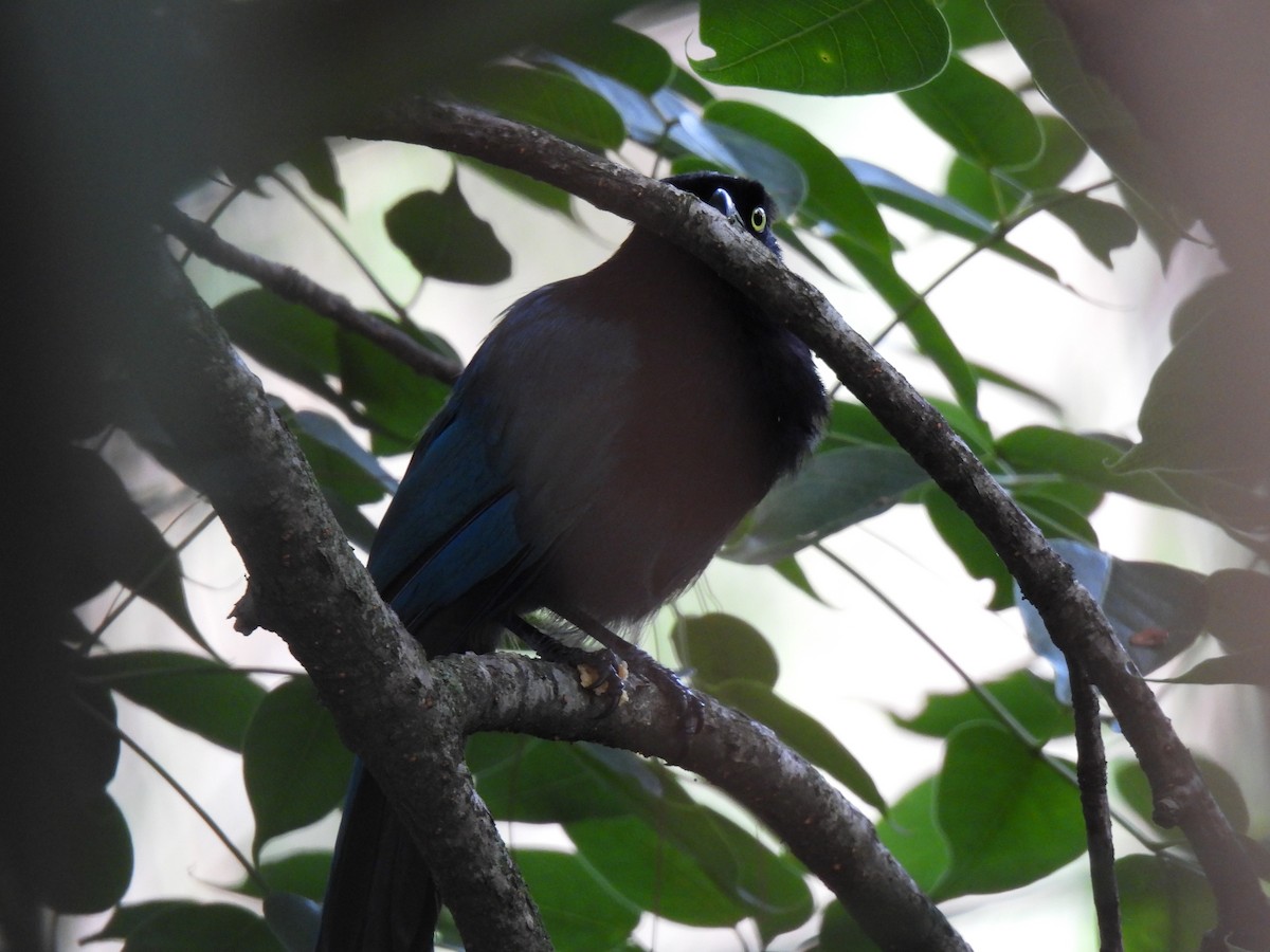 Bushy-crested Jay - ML639307589