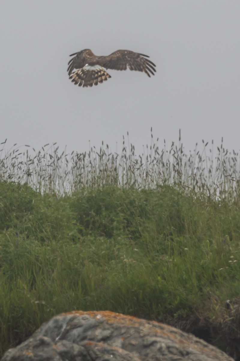 Northern Harrier - ML639307633