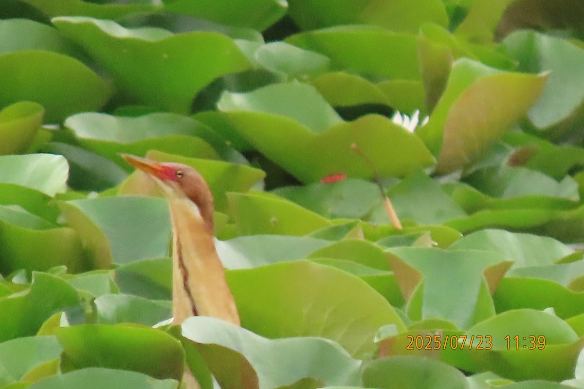 Cinnamon Bittern - ML639307716