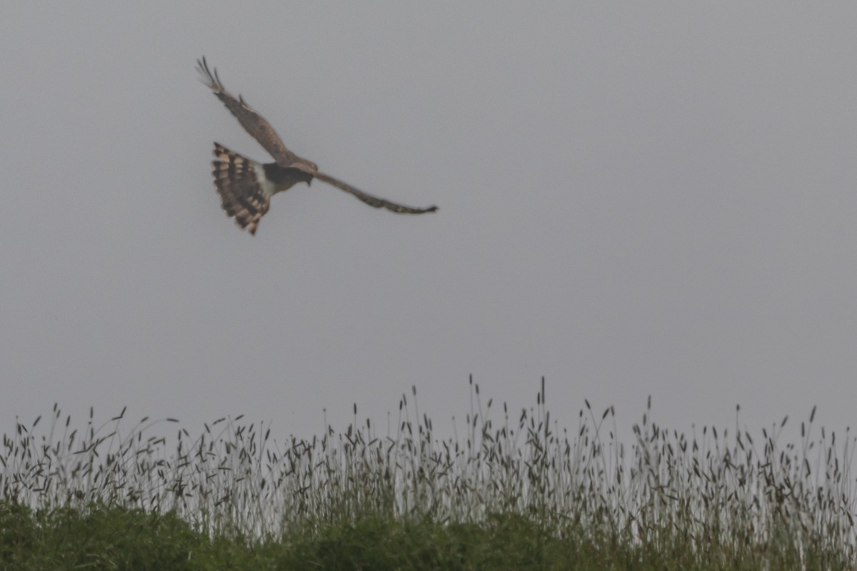 Northern Harrier - ML639307721