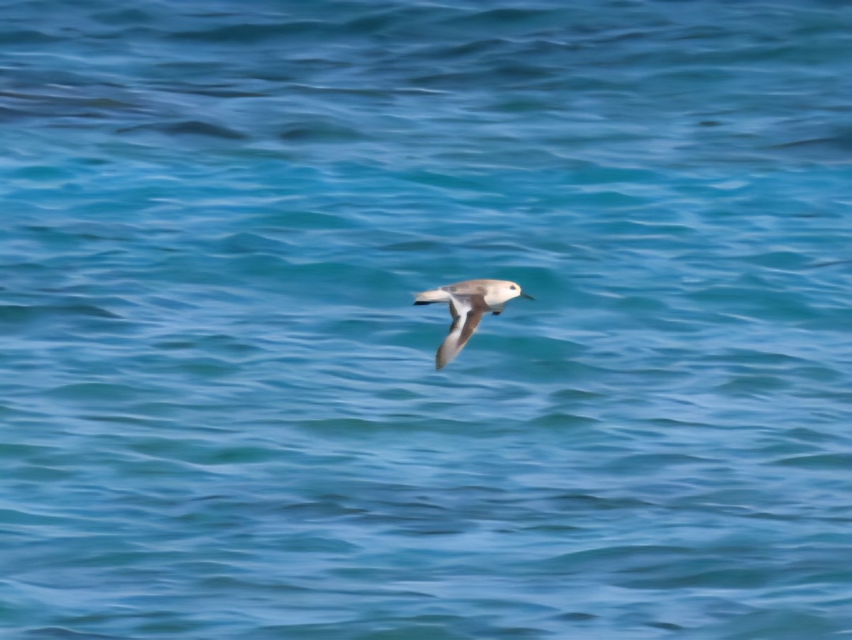 Sanderling - ML639307756